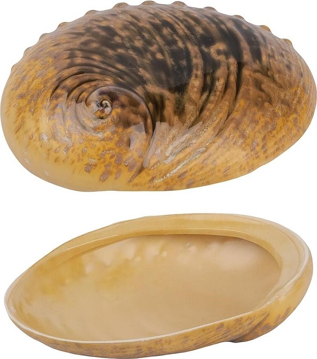 Салатник P.L. Proff Cuisine Light Pearl Ammonite Shell Frutti di Mare B240020619-2401A 365 мл 19х14,5 см h=5 см (керамика)